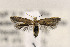 ( - CNCLEP00122991)  @11 [ ] CreativeCommons - Attribution Non-Commercial Share-Alike (2015) Jean-Francois Landry Canadian National Collection of Insects