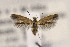  ( - CNCLEP00122992)  @11 [ ] CreativeCommons - Attribution Non-Commercial Share-Alike (2015) Jean-Francois Landry Canadian National Collection of Insects