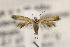  ( - CNCLEP00122993)  @11 [ ] CreativeCommons - Attribution Non-Commercial Share-Alike (2015) Jean-Francois Landry Canadian National Collection of Insects