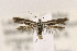 ( - CNCLEP00122995)  @11 [ ] CreativeCommons - Attribution Non-Commercial Share-Alike (2015) Jean-Francois Landry Canadian National Collection of Insects