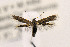  ( - CNCLEP00122996)  @11 [ ] CreativeCommons - Attribution Non-Commercial Share-Alike (2015) Jean-Francois Landry Canadian National Collection of Insects
