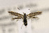  ( - CNCLEP00122997)  @11 [ ] CreativeCommons - Attribution Non-Commercial Share-Alike (2015) Jean-Francois Landry Canadian National Collection of Insects