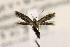  ( - CNCLEP00122998)  @11 [ ] CreativeCommons - Attribution Non-Commercial Share-Alike (2015) Jean-Francois Landry Canadian National Collection of Insects