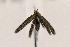  ( - CNCLEP00122999)  @12 [ ] CreativeCommons - Attribution Non-Commercial Share-Alike (2015) Jean-Francois Landry Canadian National Collection of Insects