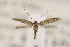 (Tischeria sp - CNCLEP00123005)  @14 [ ] CreativeCommons - Attribution Non-Commercial Share-Alike (2015) Jean-Francois Landry Canadian National Collection of Insects