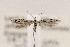  (Coleophora JFL312 - CNCLEP00123017)  @12 [ ] CreativeCommons - Attribution Non-Commercial Share-Alike (2015) Jean-Francois Landry Canadian National Collection of Insects