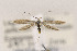  ( - CNCLEP00123021)  @12 [ ] CreativeCommons - Attribution Non-Commercial Share-Alike (2015) Jean-Francois Landry Canadian National Collection of Insects