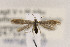  ( - CNCLEP00123027)  @13 [ ] CreativeCommons - Attribution Non-Commercial Share-Alike (2015) Jean-Francois Landry Canadian National Collection of Insects
