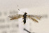  ( - CNCLEP00123042)  @12 [ ] CreativeCommons - Attribution Non-Commercial Share-Alike (2015) Jean-Francois Landry Canadian National Collection of Insects