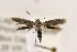  (Neoscythris JFL166 - CNCLEP00123054)  @13 [ ] CreativeCommons - Attribution Non-Commercial Share-Alike (2015) Jean-Francois Landry Canadian National Collection of Insects