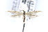 ( - CNCLEP00123247)  @11 [ ] CreativeCommons - Attribution Non-Commercial Share-Alike (2016) Jean-Francois Landry Canadian National Collection of Insects