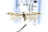  ( - CNCLEP00123285)  @11 [ ] CreativeCommons - Attribution Non-Commercial Share-Alike (2016) Jean-Francois Landry Canadian National Collection of Insects