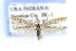  ( - CNCLEP00123660)  @14 [ ] CreativeCommons - Attribution Non-Commercial Share-Alike (2016) Jean-Francois Landry Canadian National Collection of Insects