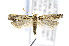  ( - CNCLEP00132310)  @13 [ ] CreativeCommons - Attribution Non-Commercial Share-Alike (2016) Jean-Francois Landry Canadian National Collection of Insects