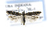  (Scrobipalpa nr. atriplicella sp. 1 - CNCLEP00132729)  @12 [ ] CreativeCommons - Attribution Non-Commercial Share-Alike (2016) Jean-Francois Landry Canadian National Collection of Insects