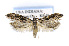  (Gnorimoschema jocelynae - CNCLEP00132735)  @14 [ ] CreativeCommons - Attribution Non-Commercial Share-Alike (2016) Jean-Francois Landry Canadian National Collection of Insects
