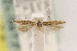  ( - CNCLEP00132918)  @11 [ ] CreativeCommons - Attribution Non-Commercial Share-Alike (2015) Jean-Francois Landry Canadian National Collection of Insects
