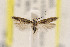  ( - CNCLEP00132919)  @11 [ ] CreativeCommons - Attribution Non-Commercial Share-Alike (2015) Jean-Francois Landry Canadian National Collection of Insects
