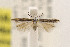  ( - CNCLEP00132920)  @11 [ ] CreativeCommons - Attribution Non-Commercial Share-Alike (2015) Jean-Francois Landry Canadian National Collection of Insects