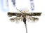  (Scrobipalpa ergasima - CNCLEP00132963)  @14 [ ] CreativeCommons - Attribution Non-Commercial Share-Alike (2016) Jean-Francois Landry Canadian National Collection of Insects