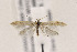  ( - CNCLEP00133079)  @14 [ ] CreativeCommons - Attribution Non-Commercial Share-Alike (2015) Jean-Francois Landry Canadian National Collection of Insects