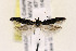  ( - CNCLEP00133080)  @13 [ ] CreativeCommons - Attribution Non-Commercial Share-Alike (2015) Jean-Francois Landry Canadian National Collection of Insects