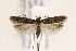  (Chionodes impes - CNCLEP00133088)  @14 [ ] CreativeCommons - Attribution Non-Commercial Share-Alike (2015) Jean-Francois Landry Canadian National Collection of Insects