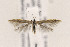  ( - CNCLEP00133097)  @14 [ ] CreativeCommons - Attribution Non-Commercial Share-Alike (2015) Jean-Francois Landry Canadian National Collection of Insects