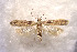 ( - CNCLEP00133101)  @14 [ ] CreativeCommons - Attribution Non-Commercial Share-Alike (2015) Jean-Francois Landry Canadian National Collection of Insects