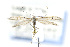  ( - CNCLEP00138279)  @14 [ ] CreativeCommons - Attribution Non-Commercial Share-Alike (2016) Jean-Francois Landry Canadian National Collection of Insects