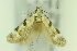  ( - CNCLEP00138991)  @11 [ ] Copyright (2018) Jean-Francois Landry Canadian National Collection of Insects