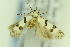  ( - CNCLEP00138992)  @11 [ ] Copyright (2018) Jean-Francois Landry Canadian National Collection of Insects