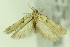  ( - CNCLEP00138993)  @11 [ ] Copyright (2018) Jean-Francois Landry Canadian National Collection of Insects