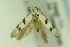  ( - CNCLEP00138997)  @11 [ ] Copyright (2018) Jean-Francois Landry Canadian National Collection of Insects