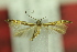  ( - CNCLEP00141966)  @11 [ ] Copyright (2018) Jean-Francois Landry Canadian National Collection of Insects