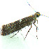  ( - CNCLEP00148096)  @11 [ ] Copyright (2018) Jean-Francois Landry Canadian National Collection of Insects