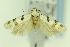  ( - CNCLEP00156397)  @11 [ ] Copyright (2018) Jean-Francois Landry Canadian National Collection of Insects