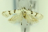  ( - CNCLEP00156398)  @11 [ ] Copyright (2018) Jean-Francois Landry Canadian National Collection of Insects