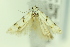  ( - CNCLEP00156399)  @11 [ ] Copyright (2018) Jean-Francois Landry Canadian National Collection of Insects