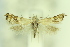  ( - CNCLEP00175786)  @11 [ ] Copyright (2018) Jean-Francois Landry Canadian National Collection of Insects