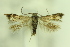  ( - CNCLEP00175787)  @11 [ ] Copyright (2018) Jean-Francois Landry Canadian National Collection of Insects