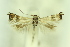  ( - CNCLEP00175790)  @11 [ ] Copyright (2018) Jean-Francois Landry Canadian National Collection of Insects