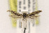  ( - EMEC407718)  @12 [ ] Copyright (2015) Jean-Francois Landry Canadian National Collection of Insects