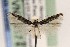  ( - EMEC407729)  @11 [ ] Copyright (2015) Essig Museum of Entomology Essig Museum of Entomology