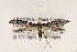  ( - EMEC407789)  @11 [ ] Copyright (2015) Jean-Francois Landry Canadian National Collection of Insects