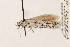  ( - EMEC408167)  @11 [ ] Copyright (2015) Jean-Francois Landry Canadian National Collection of Insects