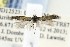  ( - JD12523)  @13 [ ] Copyright (2015) Jean-Francois Landry Canadian National Collection of Insects, Arachnids and Nematodes