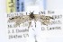  ( - JD12528)  @13 [ ] Copyright (2015) Jean-Francois Landry Canadian National Collection of Insects, Arachnids and Nematodes
