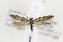  ( - JD3638)  @11 [ ] Copyright (2015) Jean-Francois Landry Canadian National Collection of Insects