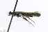  ( - LACMENT326758)  @11 [ ] Copyright (2016) Jean-Francois Landry Canadian National Collection of Insects